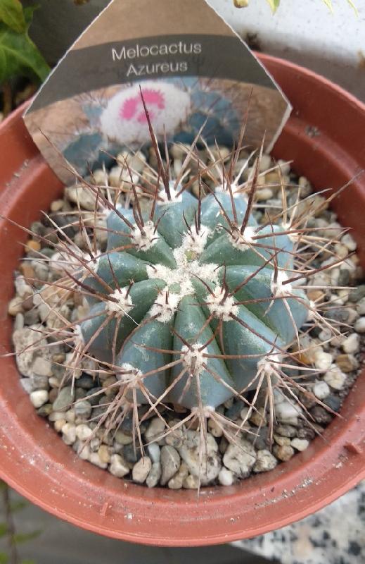 Melocactus azureus.jpeg